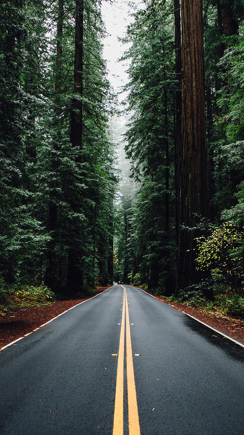 road and trees, bonito, forest, HD phone wallpaper