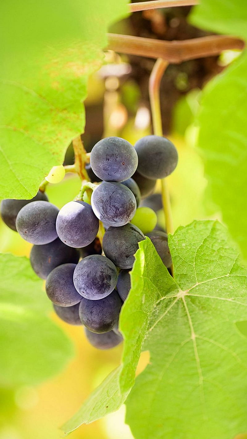 Fresh black grapes , green, leaf, fresh black grapes, bright, HD phone wallpaper