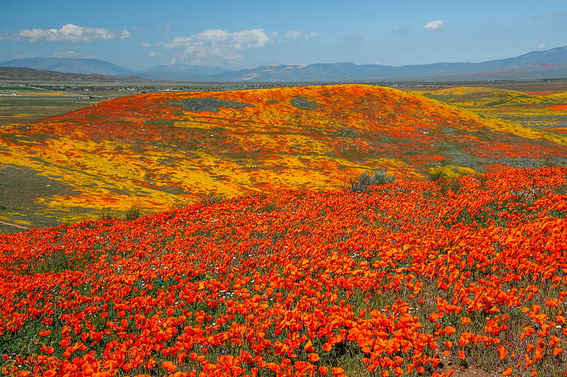 Antelope Valley Poppy Reserve Superbloom, California, poppy, flowers, nature, california, HD wallpaper