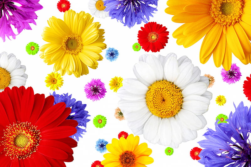 Flower fantasy, daisies, cornflower, flower, gerbera, flowers, daisy, HD wallpaper