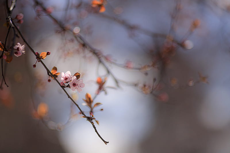 pink cherry blossom in close up graphy, HD wallpaper