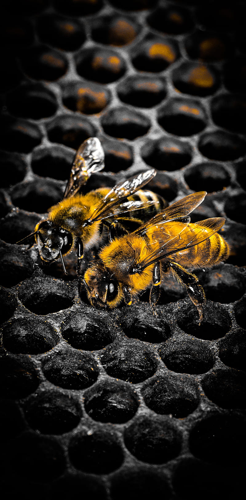 Abejas, , abeja, fluencia, miel, panal, naranja, liso, Fondo de pantalla de  teléfono HD | Peakpx
