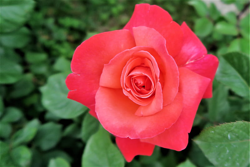 Pink rose in bloom during daytime, HD wallpaper | Peakpx