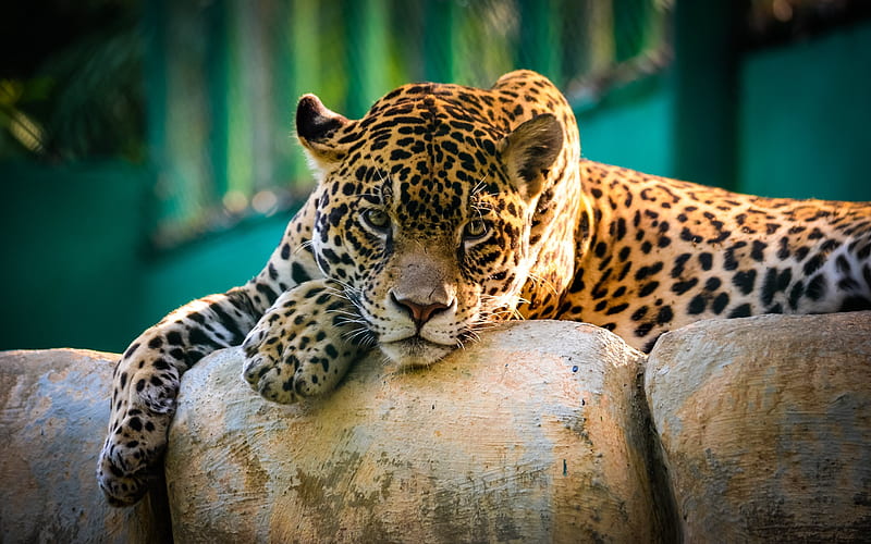 mexico, nature, mammal, jaguar, predator, HD wallpaper