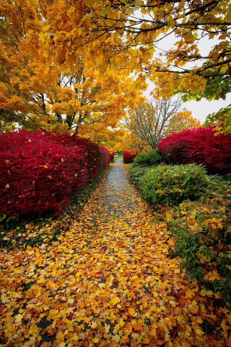 yellow withered leaves on pathway, HD phone wallpaper