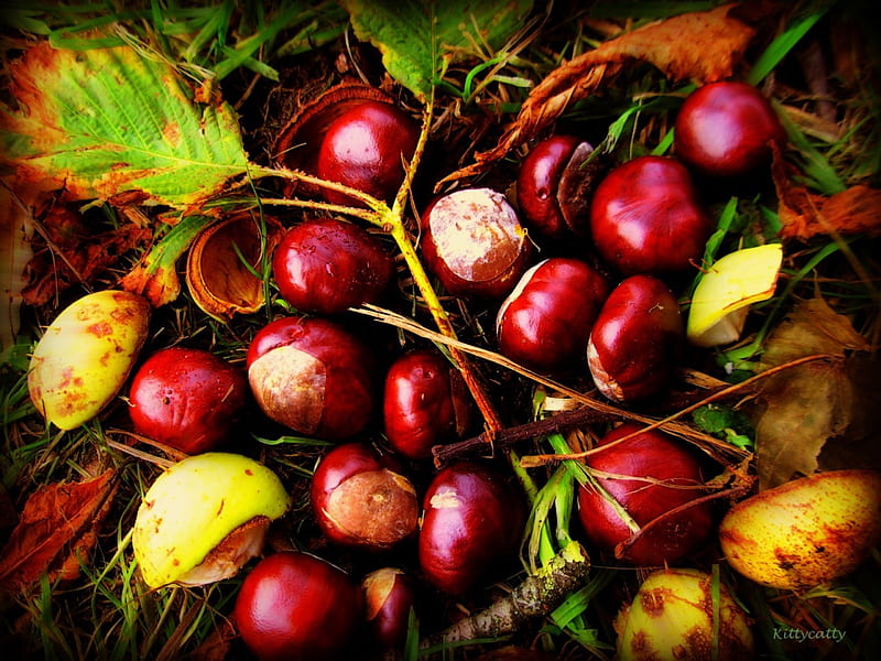 ♣~ Autumn Fruits ~♣ , forest, autumn, leaves, nature, wood, chestnuts, HD wallpaper