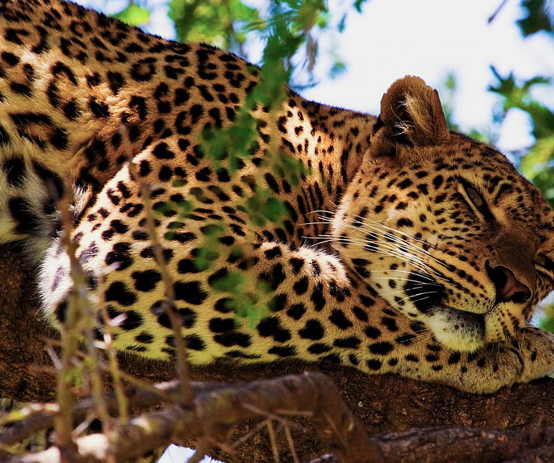 Sleeping Jaguar, african safari, animal, lion, HD wallpaper