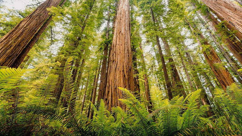The scale of these redwoods is just other-worldly, California, trees, leaves, plants, usa, HD wallpaper