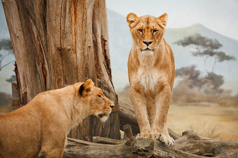Lion , lion, animals, forest, king, predator, HD wallpaper