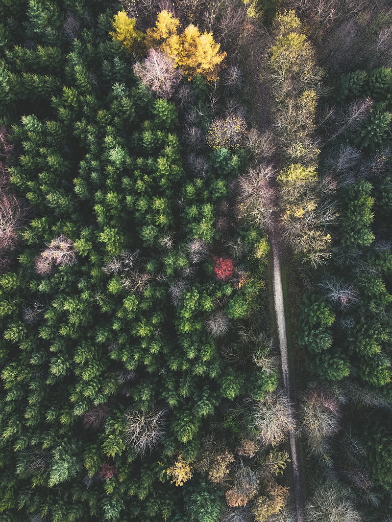 forest, road, aerial view, trees, treetops, HD phone wallpaper