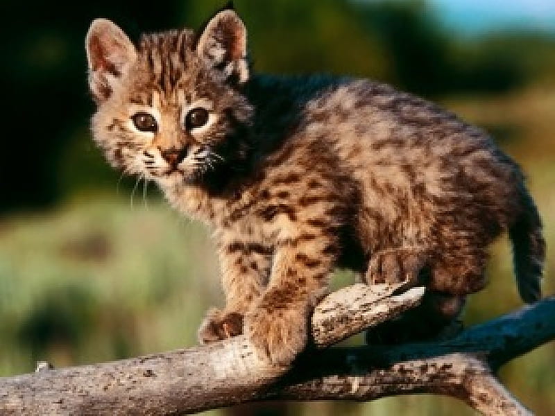 Bobcat Kitten, bobcat, kitten, wild, log, HD wallpaper