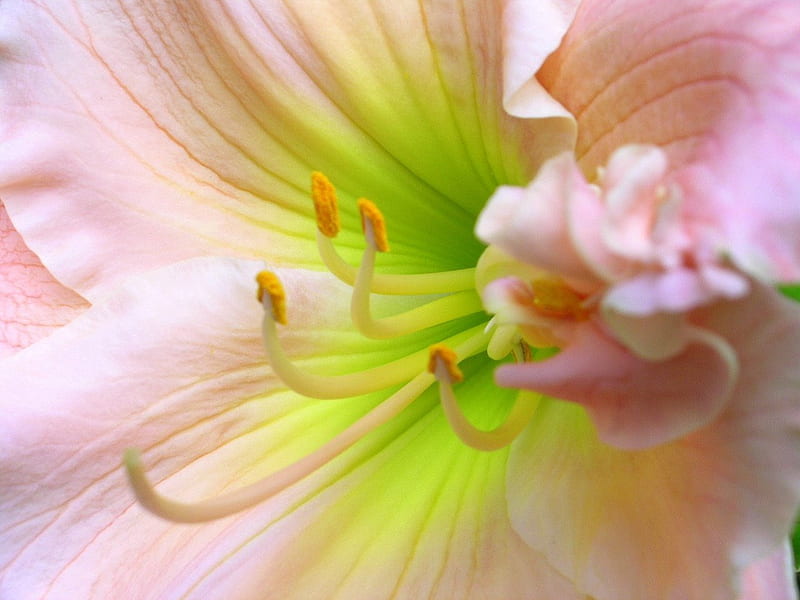 Daylily 'Barbara Mitchell', close-ups, flowers, gardens, blooms, daylily, HD wallpaper