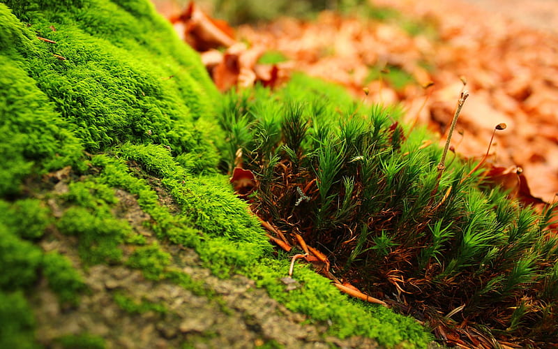 Greenish Nice, forest, fresh, greenish, bonito, cool, green, good, plants, nature, HD wallpaper