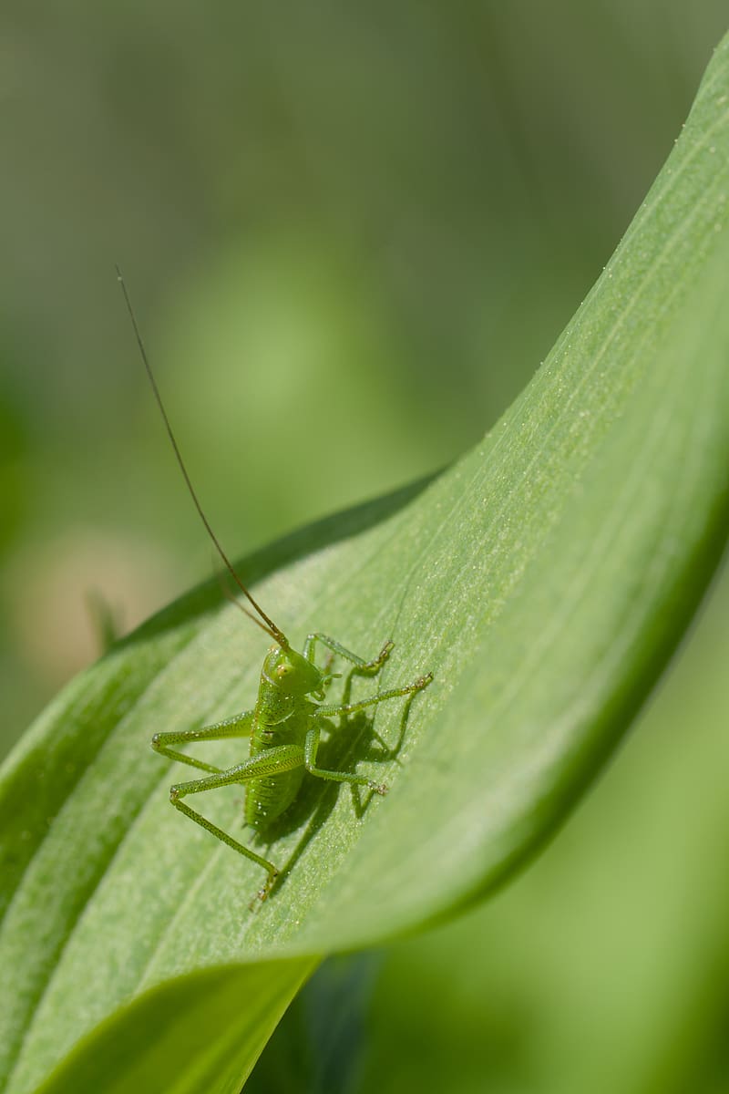 grasshopper, insect, leaf, wildlife, macro, green, HD phone wallpaper