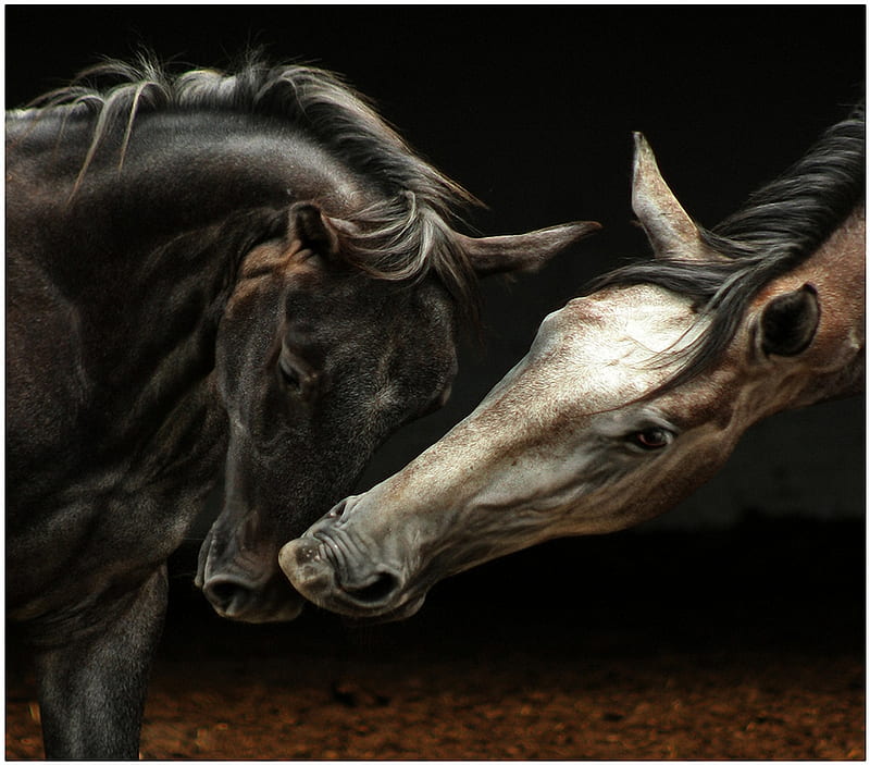 All possible love, tenderness, intimacy, love, passion, animals, horses,  feelings, HD wallpaper | Peakpx