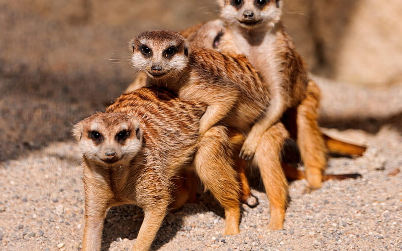 Meerkat-animal, HD wallpaper