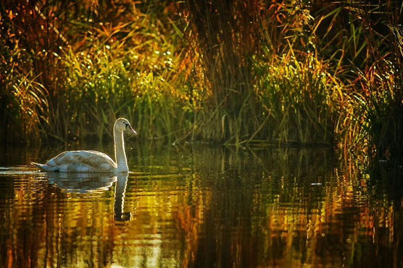 Young Swan, pond, water, grass, plants, reflections, HD wallpaper