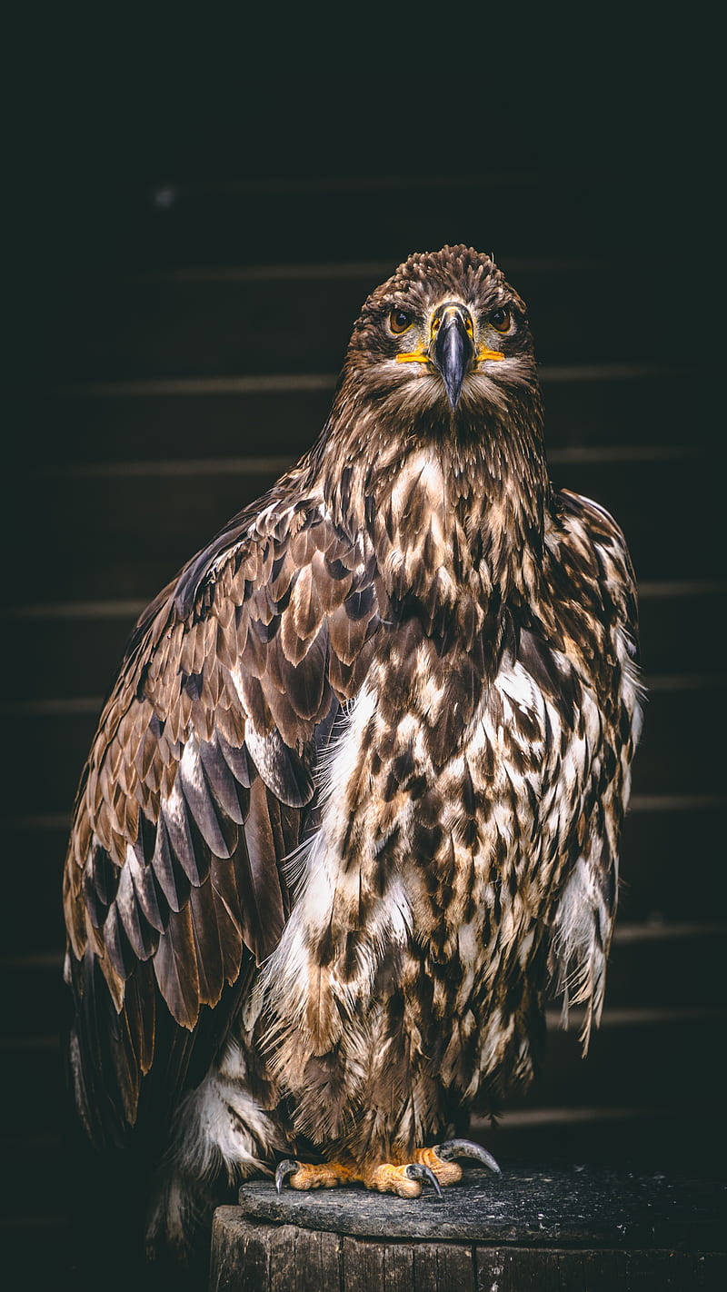 falcon, bird, predator, claws, HD phone wallpaper