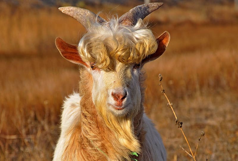 Animal, Goat, Billy Goat, HD wallpaper