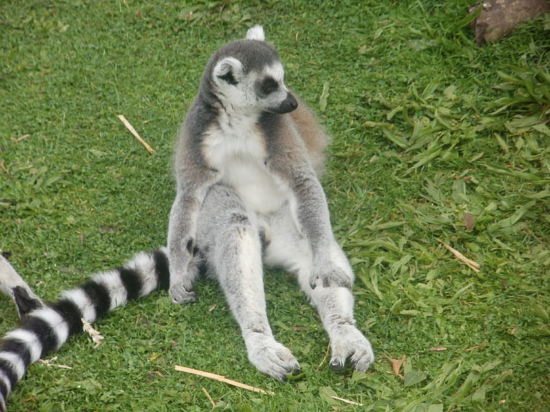 Ring-tailed Lemur Stretching, Stretching, Relaxing, Lemur, Ring-tailed Lemur, HD wallpaper