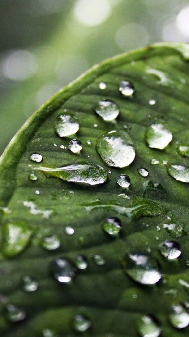 Macro drops on leaf, android, iphone, natural, new, samsung, unique, HD phone wallpaper