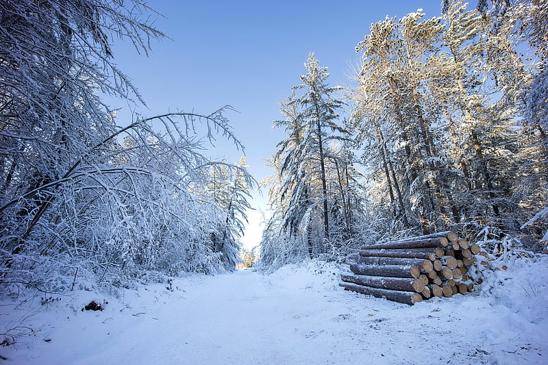 snow, winter, trees, clear sky, woods, outdoors, Landscape, HD wallpaper