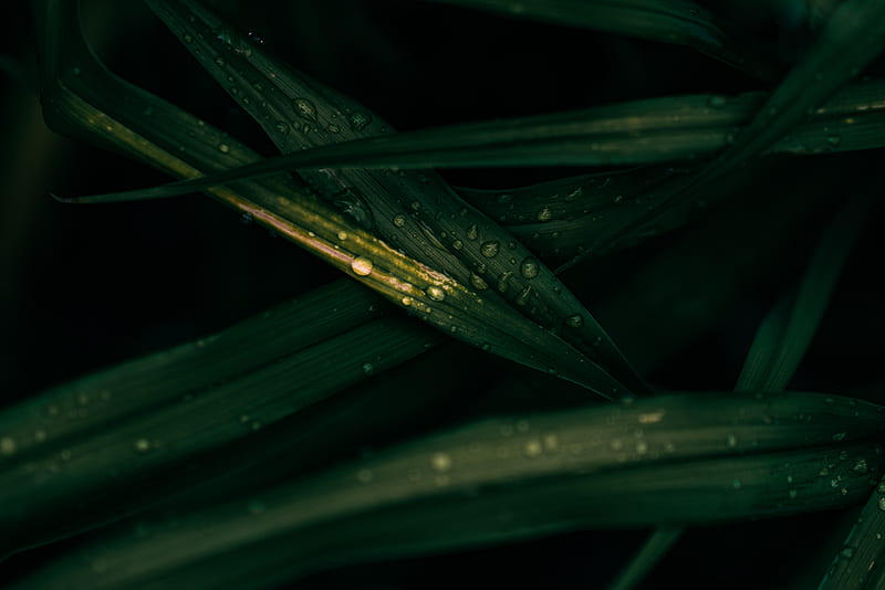 leaves, drops, macro, wet, HD wallpaper