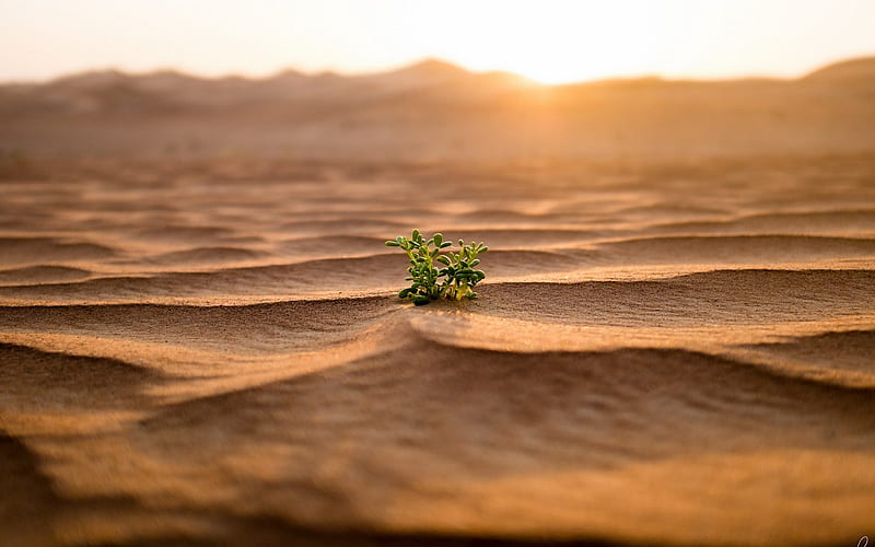 plant in desert, sand, sunlight, Landscape, HD wallpaper