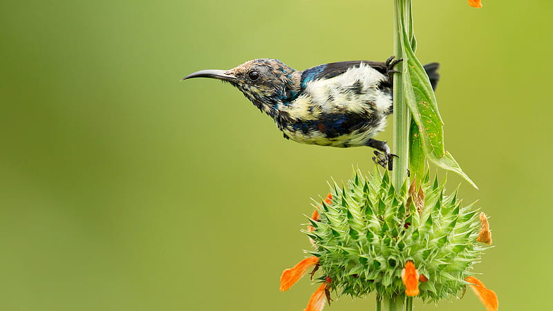 Colorful Hummingbird Is On Plant Stem In Green Background Animals, HD wallpaper