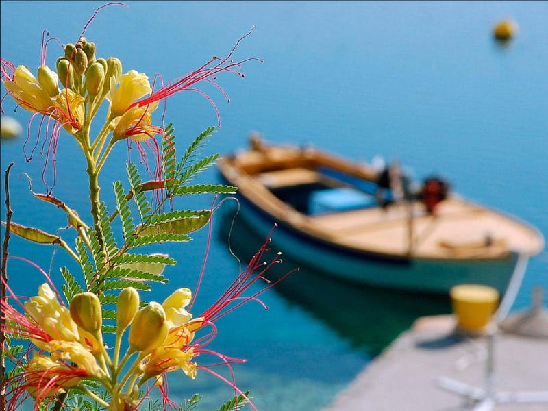 FOCUS ON SIA, foreground, lakes, sailing, boats, water, plants, flowers, leisure, blue, HD wallpaper