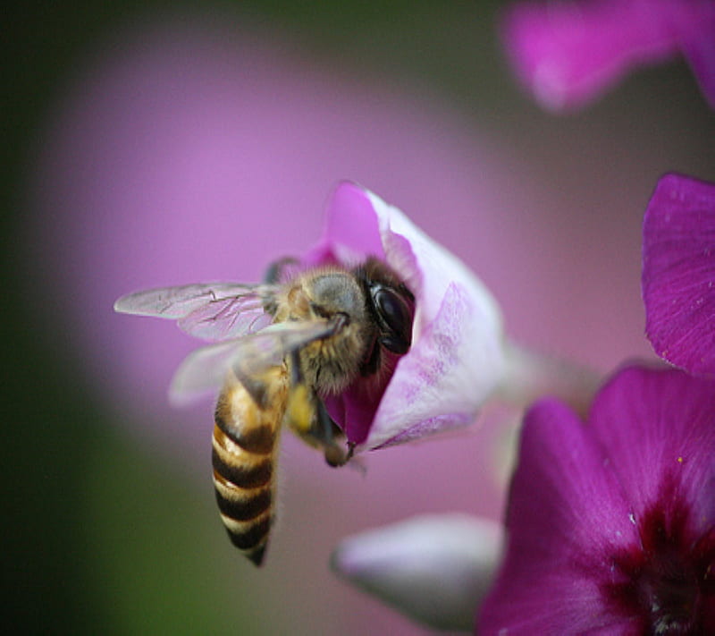 Honey Bee, flower, pink, HD wallpaper