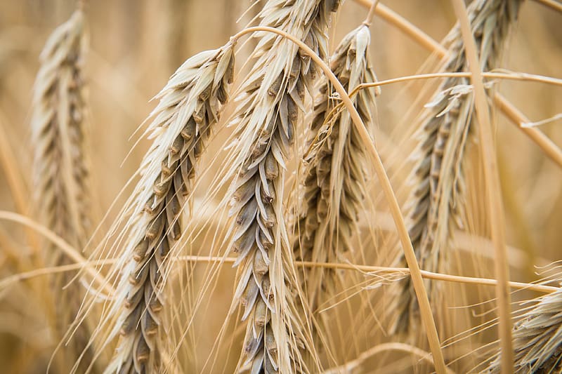 ear, wheat, macro, blur, plant, HD wallpaper