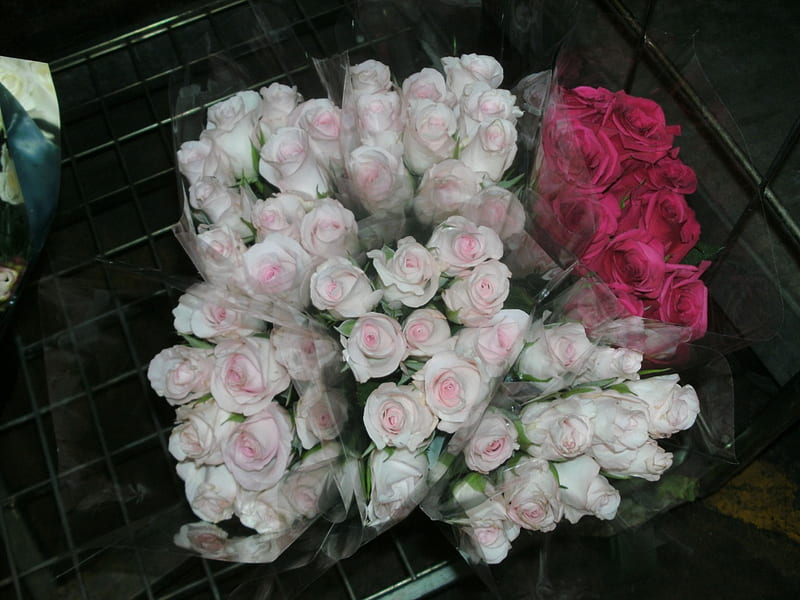 Pink RoseBuds, rose buds, shellandshilo, pink roses, graphy, Nexus, bridesmaid, bunch, flowers, wedding bouquet, HD wallpaper