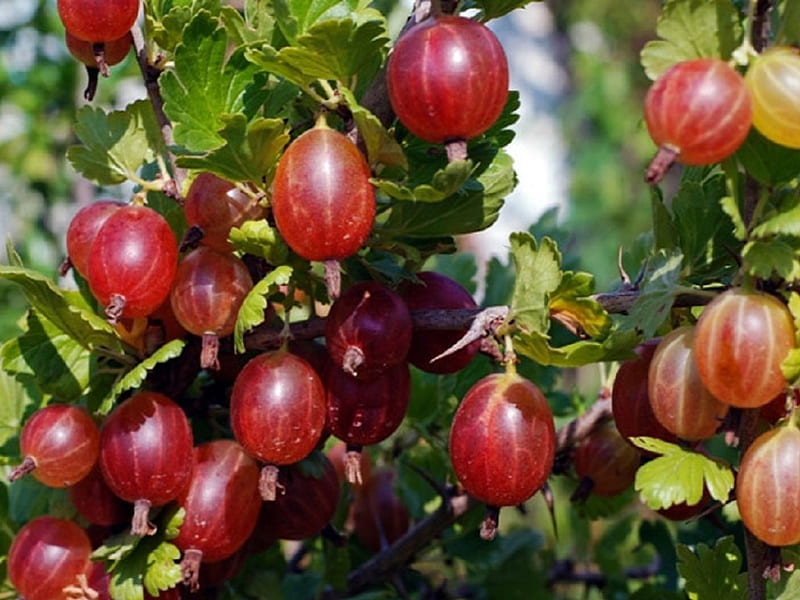 Edible gooseberries hi-res stock photography and images - Page 4 - Alamy
