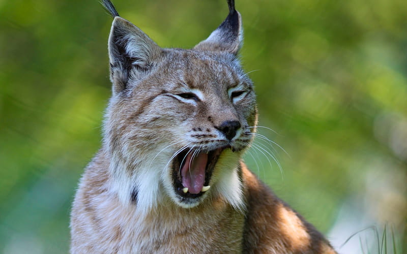 Lynx, yawn, face, funny, animal, HD wallpaper