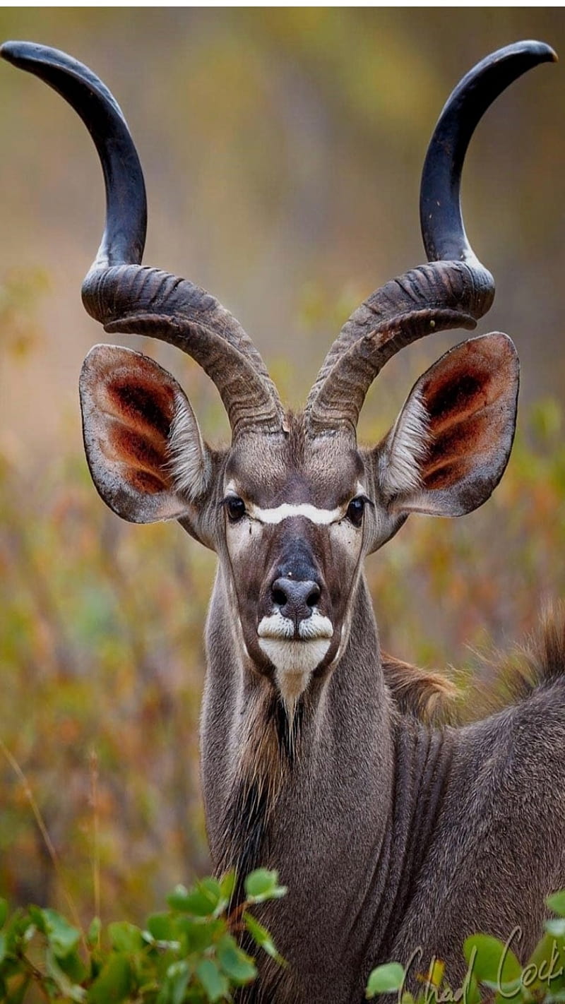 kudu, head, africa, HD phone wallpaper