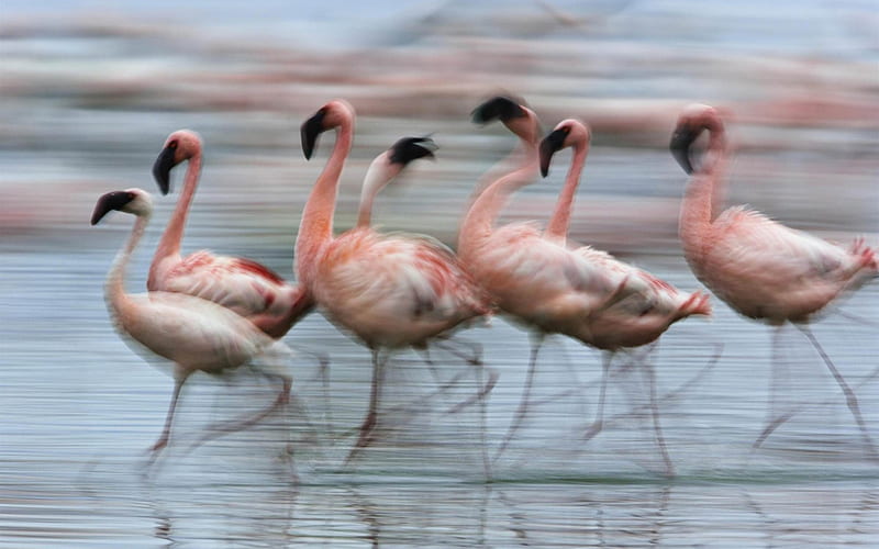 lesser flamingos in motion lake nakuru national park kenya africa-bird theme, HD wallpaper