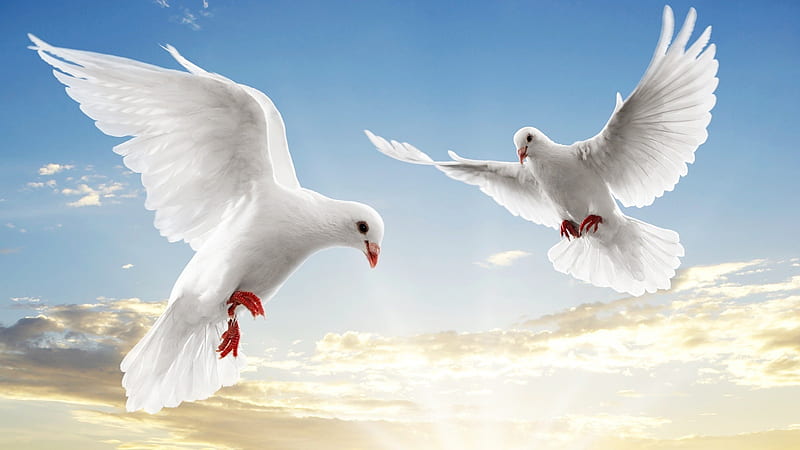 Peace Dove-Animal World Series, HD wallpaper