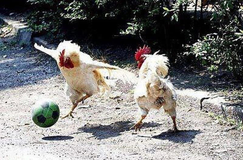 Chickens Playing Football, playing, birds, chickens, animals, HD wallpaper