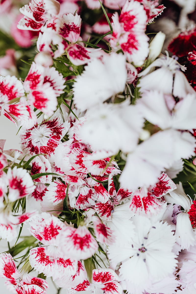White and Red Flowers in Tilt Shift Lens, HD phone wallpaper
