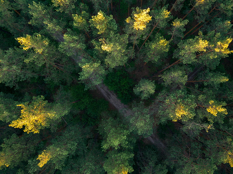 4K free download | green and yellow trees during daytime, HD wallpaper