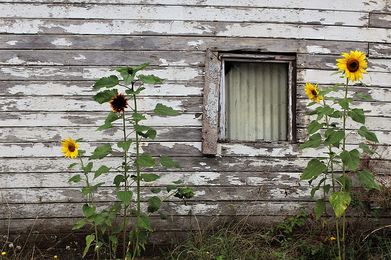 Beautification, pretty, house, lovely, paint, home, old, sunflowers, flowers, beauty, nature, HD wallpaper