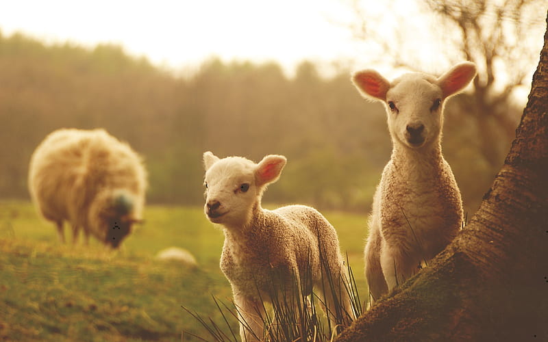 lamb, sheep, little sheep, field, evening, HD wallpaper