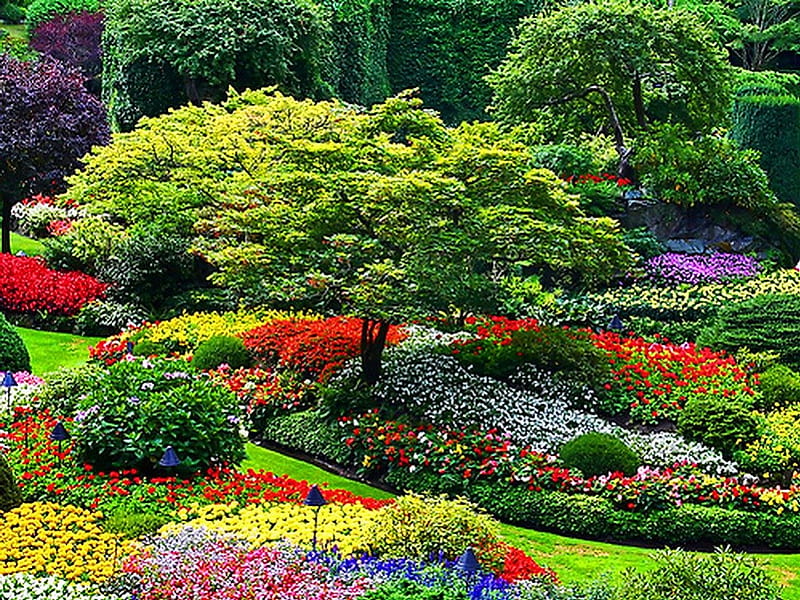 Flower beds, plants, flowers, colors, park, trees, HD wallpaper