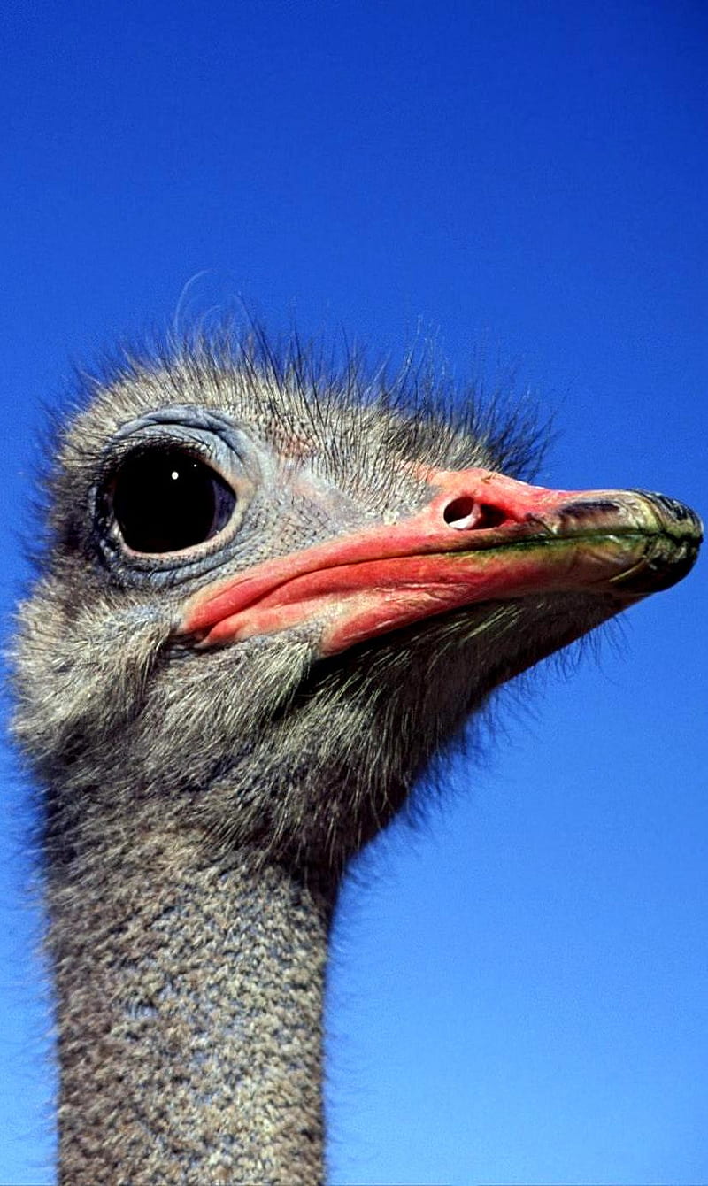 Ostrich, bird, HD phone wallpaper