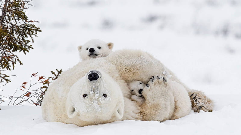 Three White Polar Bears In Snow Field Bear, HD wallpaper
