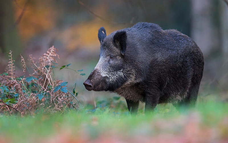 large black wild boar, forest animals, wildlife, forest, green grass, pig, HD wallpaper