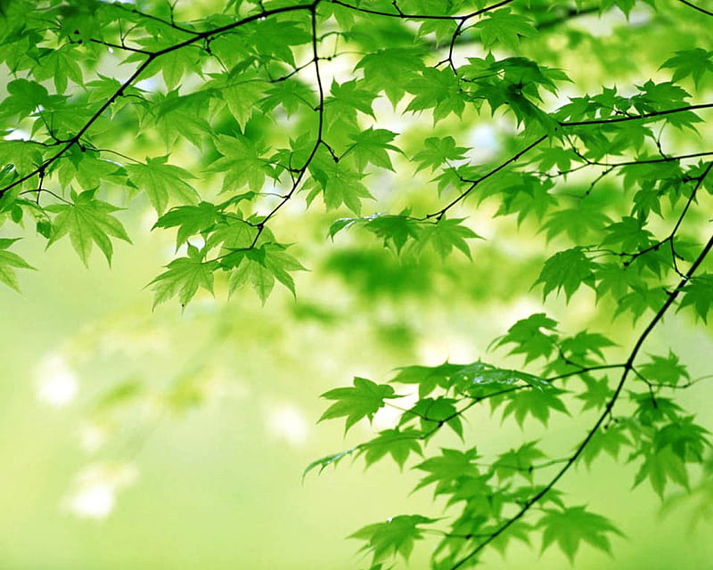  Hojas de verde, árbol, primavera, hojas verdes, Fondo de pantalla HD