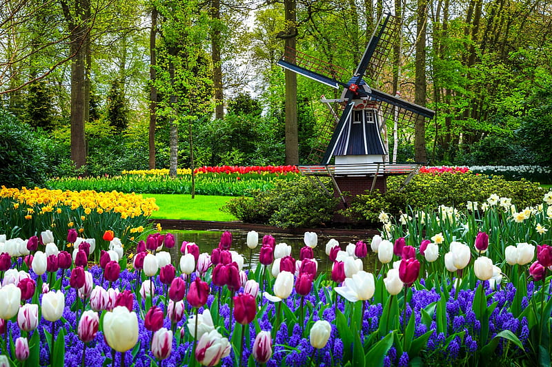 Keukenhof garden, Holland, grass, Keukenhof, garden, flowers, bonito, tulips, alley, mill, HD wallpaper