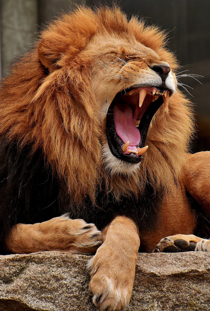 Lion, animal, king, roar, wild, HD phone wallpaper